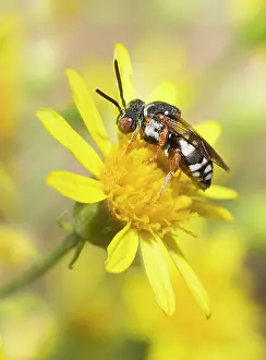Goldenrod: Black-thighed Epeolus (Epeolus variegatus) on Goldenrod
