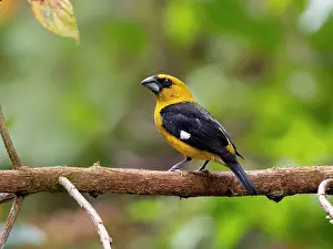 Shade: Black-thighed grosbeak (Pheucticus tibialis), Co