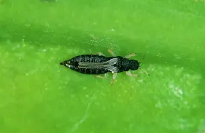 Thripidae: Black thrips