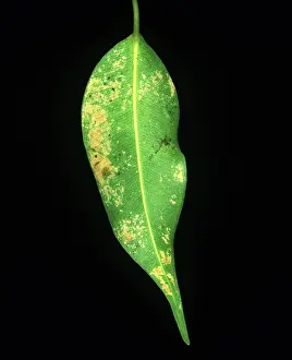 Ficus: Black Thrips damage to fig