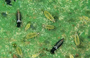 Conservatory: Black thrips (Echinothrips americanus)