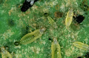 Excretion: Black thrips nymphs