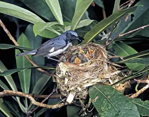Tennessee: Black-throated Blue Warbler