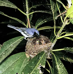 Caerulescens: Black-throated Blue Warbler