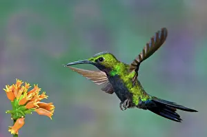 Heliodoxa: Black-throated Brilliant