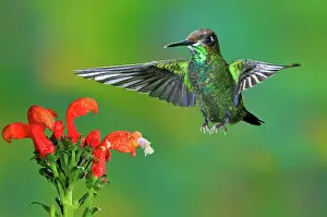 Pollinating: Black-throated Brilliant