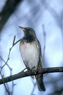 Ruficollis: Black-throated / Dark-throated Thrush - male, January