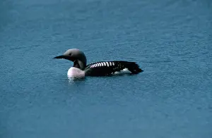 Ursula Curth: Black-throated Diver