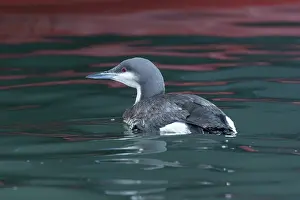 Loon: Black-throated Diver