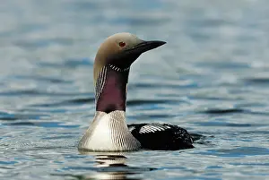 Gavia: Black-throated Diver (Gavia arctica), adult, in