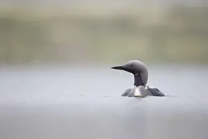 Loon: Black-throated Diver (Gavia arctica) adult, bre