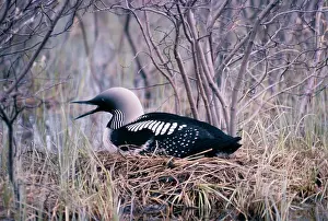 Loons: Black-throated Diver / Loon