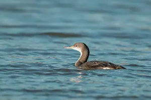 Loon: Black-throated Diver / Loon