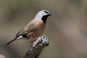 090720: Black-throated Finch - perched on a dead branch