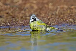 Bridled: Black-throated Finch / White-bridled Finch