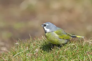Black-throated Finch / White-bridled Finch