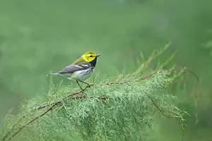 Virens: Black-throated Green Warbler