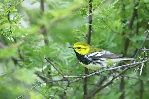 Virens: Black-throated Green Warbler