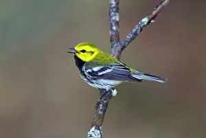 Virens: Black-throated Green Warbler