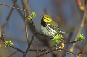 Parulidae: Black-throated Green Warbler