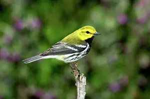 Setophaga: Black throated Green Warbler