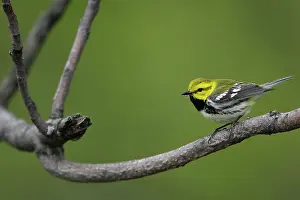 Dendroica: Black-Throated Green Warbler