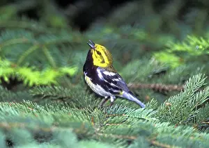 Dendroica: Black-throated Green Warbler