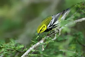 Virens: Black-throated Green Warbler - with caterpillar
