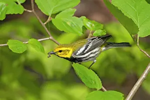 Dendroica: Black-throated Green Warbler, Dendroica virens. Perched in l