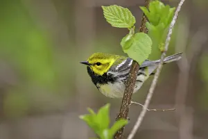 240517: Black-throated Green Warbler Dendroica virens on territ