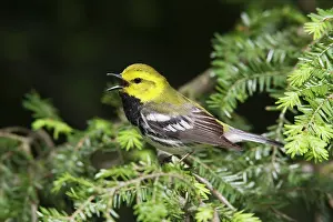 Virens: Black-throated Green Warbler - male in spring