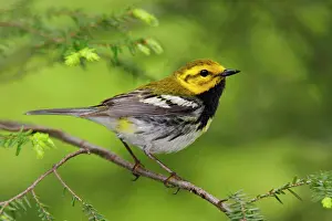 Virens: Black-throated Green Warbler - in spring