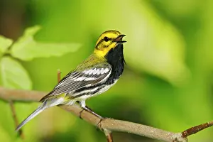 Virens: Black-throated Green Warbler - in spring