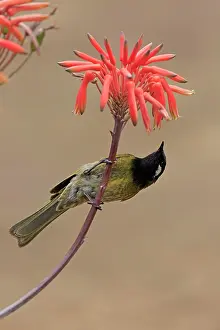 Honeyeater: Black-throated Honeyeater (Nesoptilotis leucotis)