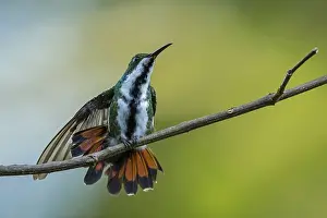 110119: Black-throated Mango (Anthracothorax nigricollis)