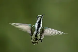 110119: Black-throated Mango (Anthracothorax nigricollis)