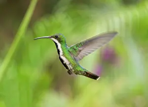 Mango: Black-throated Mango Hummingbird hovering Trinidad