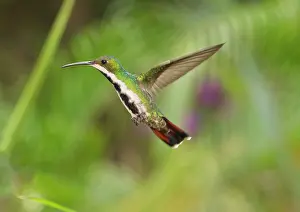 Mango: Black-throated Mango Hummingbird hovering Trinidad