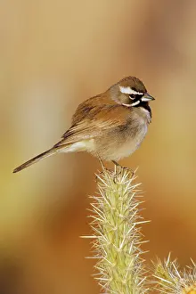 Amphispiza: Black-throated Sparrow