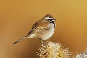 Amphispiza: Black-throated Sparrow