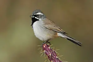 Amphispiza: Black-throated Sparrow