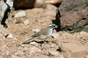 Amphispiza: Black-throated Sparrow