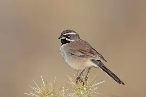 Amphispiza: Black-throated Sparrow