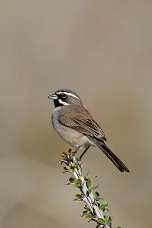 Amphispiza: Black-throated Sparrow