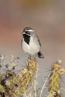 Amphispiza: Black-throated Sparrow