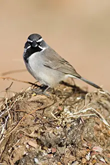 Amphispiza: Black-throated Sparrow (A. bilineata)