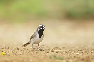 Amphispiza: Black-throated Sparrow - on the ground