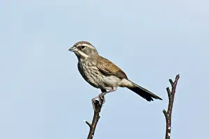 Amphispiza: Black-throated Sparrow - immature