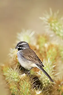 Amphispiza: Black-throated Sparrow - January