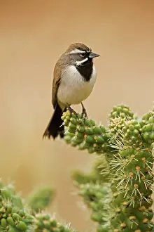 Cholla: Black-throated Sparrow - Perched on cholla cactus